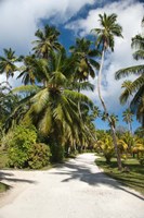 Seychelles, La Digue, Palm lined country path by Cindy Miller Hopkins - various sizes