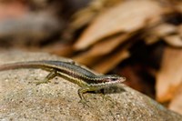 Skink Lizard on Fregate Island, Seychelles, Africa Fine Art Print