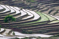 Rice terraces, Yuanyang, Yunnan Province, China. Fine Art Print
