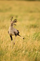 Secretary Bird hunting for food, Lower Mara, Masai Mara Game Reserve, Kenya Fine Art Print