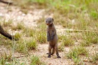 Serengeti, Tanzania, Banded mongoose baby Fine Art Print