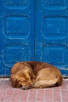 Sleeping Dog, Essaouira, Morocco Fine Art Print