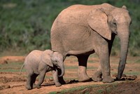 South Africa, Addo Elephant NP, Baby Elephant Fine Art Print