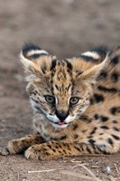 Serval Cat, Kapama Game Reserve, South Africa Fine Art Print