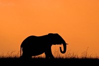 Silhouette of Elephant at sunset, Masai Mara National Reserve, Kenya Fine Art Print