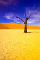 Skeleton Trees in Dead Vlei, Namibia Fine Art Print