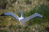 Snowy Wandering Abatross bird, South Georgia, Antarctica Fine Art Print