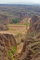 Shepard, Yellow Valley cliff, Taigu, Shanxi, China Fine Art Print