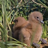 Snowy Wandering Abatross bird, Prion, South Georgia Fine Art Print