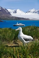 Snowy Wandering Abatross bird, Prion Island, South Georgia Fine Art Print