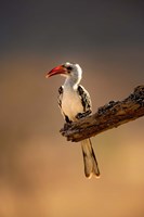 Red-billed Hornbill Samburu Game Reserve Kenya