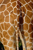 Reticulated Giraffe skin, Samburu Game Reserve, Kenya Fine Art Print