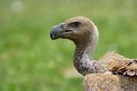 Ruppell's Vulture, Serengeti National Park, Tanzania Fine Art Print