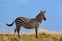 Single Burchell's Zebra, Masai Mara Game Reserve, Kenya Fine Art Print