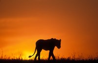 Silhouette of Lion, Masai Mara Game Reserve, Kenya Fine Art Print