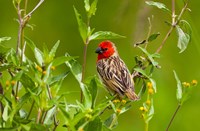 Red-headed Quelea, Serengeti National Park, Tanzania Fine Art Print