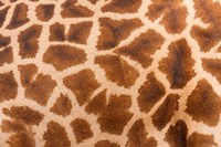 Reticulated giraffe, Luangwa Valley, Zambia Fine Art Print