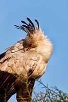 Secretarybird seen in the Masai Mara, Kenya Fine Art Print