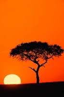 Single Acacia tree at sunrise, Masai Mara, Kenya Fine Art Print