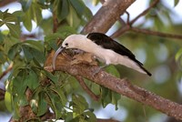 Sickle-billed Vanga, Katsepy, Madagascar Fine Art Print