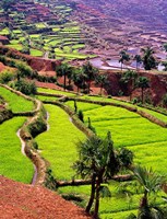 Rice Terraces, Jiayin Village, Honghe, Yunnan, China Fine Art Print