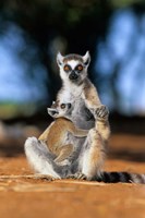Ring-tailed Lemur primate, Berenty Reserve, Madagascar Fine Art Print