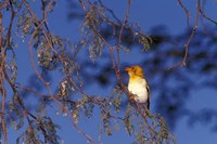 Red-billed Quelea, Zimbabwe Fine Art Print