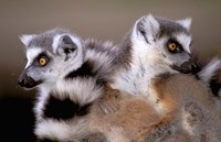 Ring-tailed Lemurs, Berenty Private Reserve, Madagascar Fine Art Print