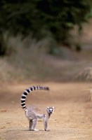Ring-tailed Lemur, Berenty Reserve, Madagascar Fine Art Print