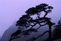 Seeing Off Pine Tree on Mt Huangshan (Yellow Mountain), China Fine Art Print