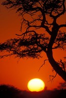 Silhouetted Tree Branches, Kalahari Desert, Kgalagadi Transfrontier Park, South Africa Fine Art Print