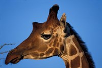 Reticulated Giraffe, Kenya Fine Art Print
