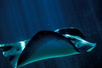 Short-Tailed Sting Ray, Two Oceans Aquarium, Cape Town, South Africa Fine Art Print