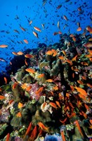 Scalefin Anthias Fish at Habili Ali, Red Sea, Egypt Fine Art Print