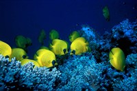School of Masked Butterflyfish, Red Sea, Egypt Fine Art Print