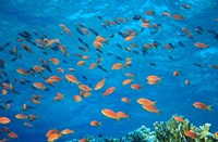 Scalefin Anthias, Elphinstone Reef, Red Sea, Egypt Fine Art Print