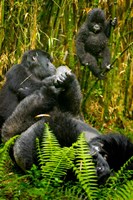 Rwanda, Silverback, Mountain Gorillas Fine Art Print