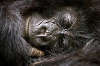 Rwanda, Volcanoes NP, Mountain Gorilla Sleeping Fine Art Print