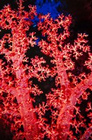 Coral at Abu Soma Arbaa, Red Sea, Egypt Fine Art Print