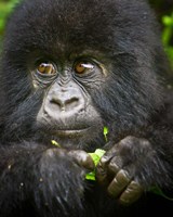 Rwanda, Volcanoes NP, Close up of a Mountain Gorilla Fine Art Print