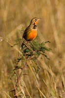Rosy-breasted Longclaw bird, Maasai Mara Kenya Fine Art Print