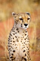 Sitting Cheetah at Africa Project, Namibia Fine Art Print