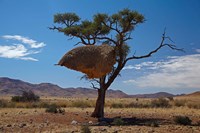 Sociable weavers nest, Namib Desert, Southern Namibia Fine Art Print