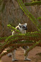 Ring-tailed lemur wildlife, Berenty Reserve, MADAGASCAR Fine Art Print