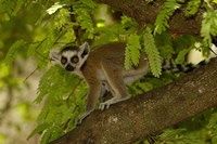 Ring-tailed lemur, Beza mahafaly reserve, MADAGASCAR Fine Art Print