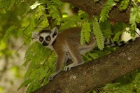 Ring-tailed lemur, Beza mahafaly reserve, MADAGASCAR by Pete Oxford - various sizes