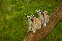 Ring-tailed lemurs, primates, Berenty Reserve MADAGASCAR Fine Art Print