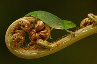 Short-nosed Chameleon lizard Madagascar, Africa Fine Art Print
