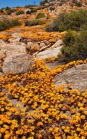 South Namaqualand. Orange wildflower blossoms Fine Art Print