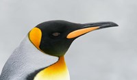 South Georgia Island, King penguin head Fine Art Print